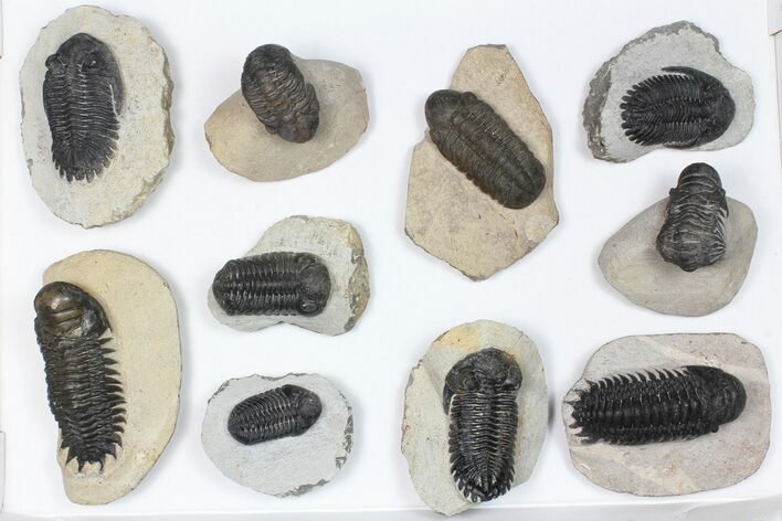 Lot: Assorted Devonian Trilobites - Pieces #84738